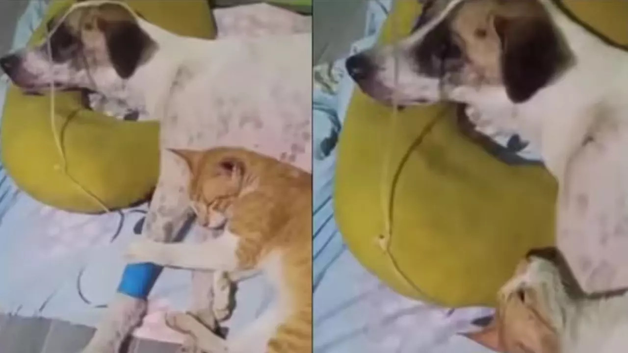 Cat Refuses to Leave Sick Dog's Side (Image via Twitter)