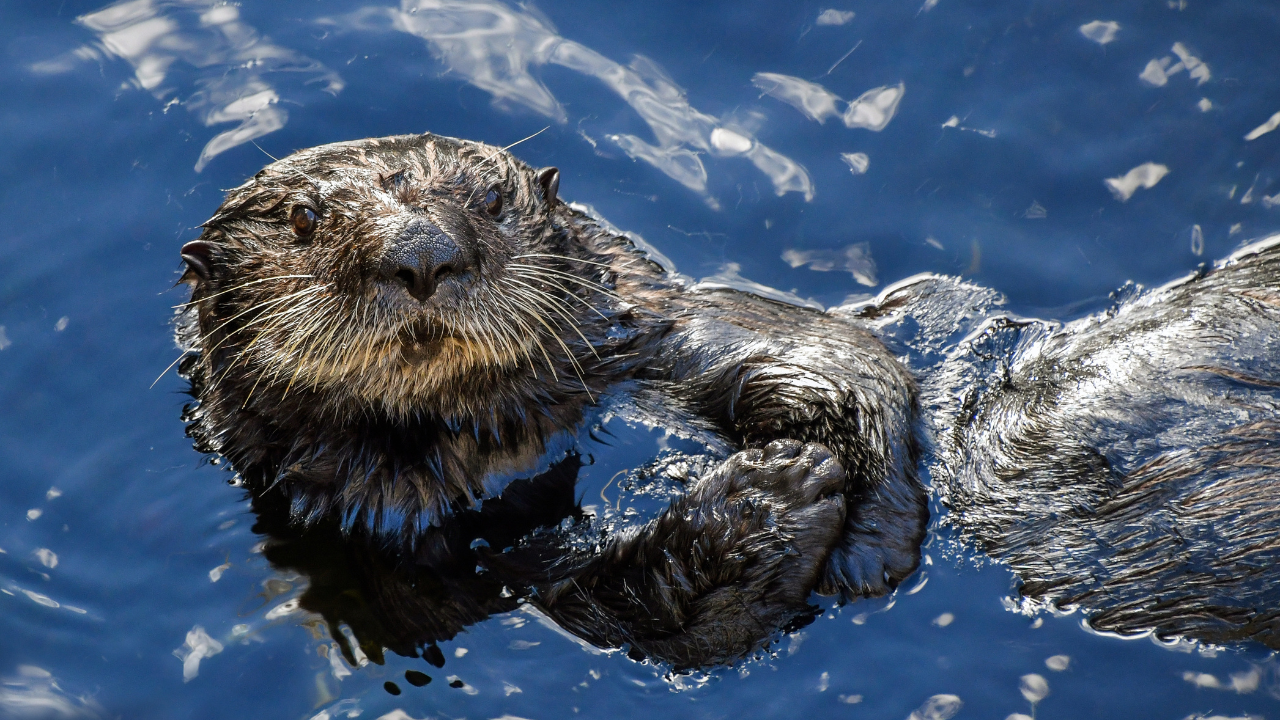 A 5-year-old sea otter, known as 841, has been attacking and stealing surfboards from surfers in Santa Cruz, California | Representative image: Canva Pro