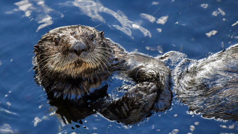 An Aggressive Sea Otter Is Inexplicably Attacking Surfers In California