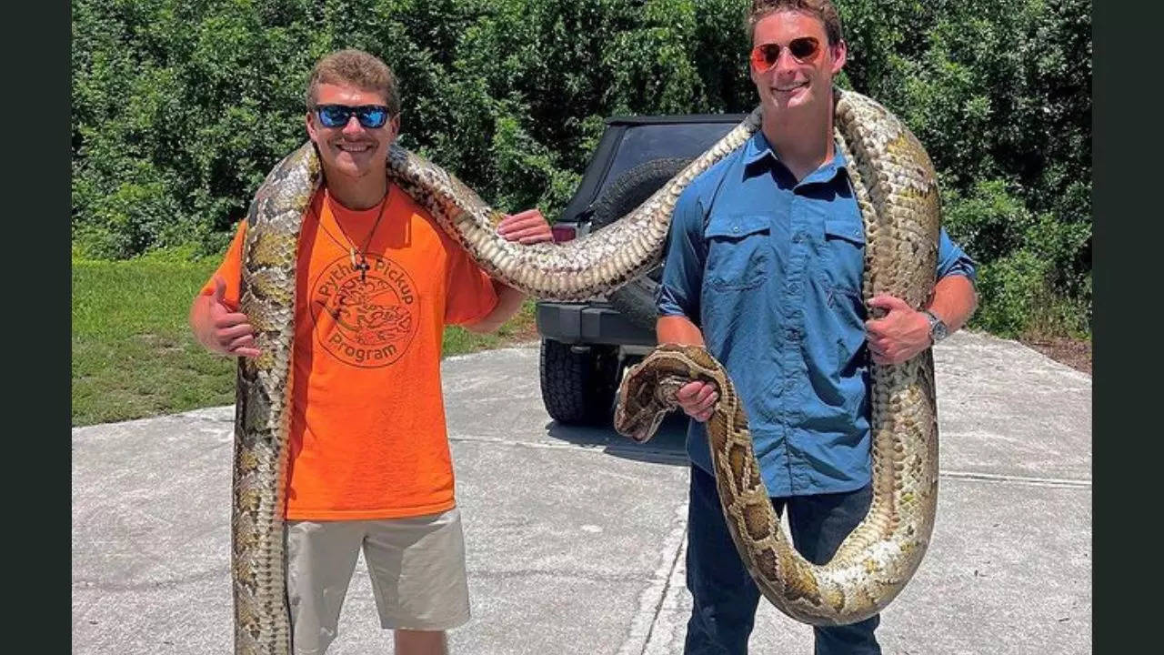 Massive 19-Foot-Long Python Captured In Florida. Watch Viral Video ...