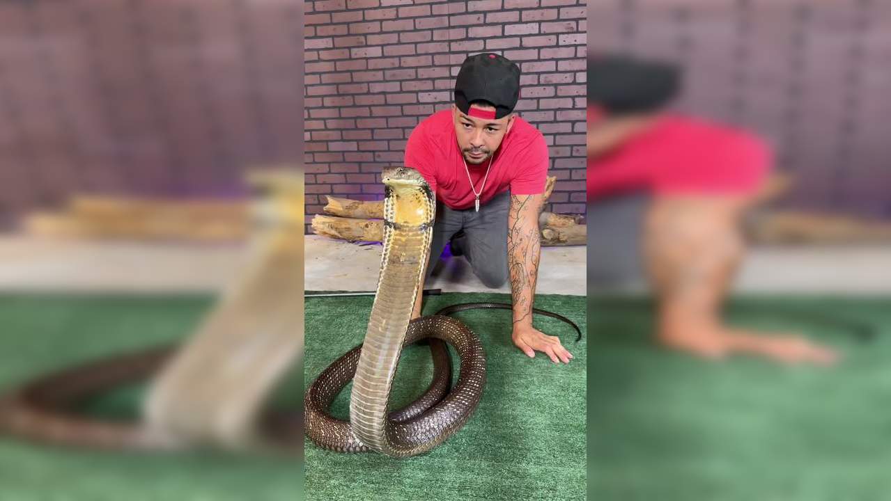 Viral Video: Man Fearlessly Kisses Giant King Cobra On The Head. Watch ...