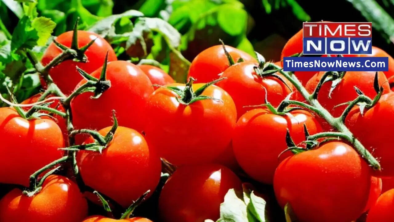 Tomato Relief: NCCF Offers Discounted Rates of Rs 90/kg in Delhi-NCR Amid Soaring Prices - Vimarsana News