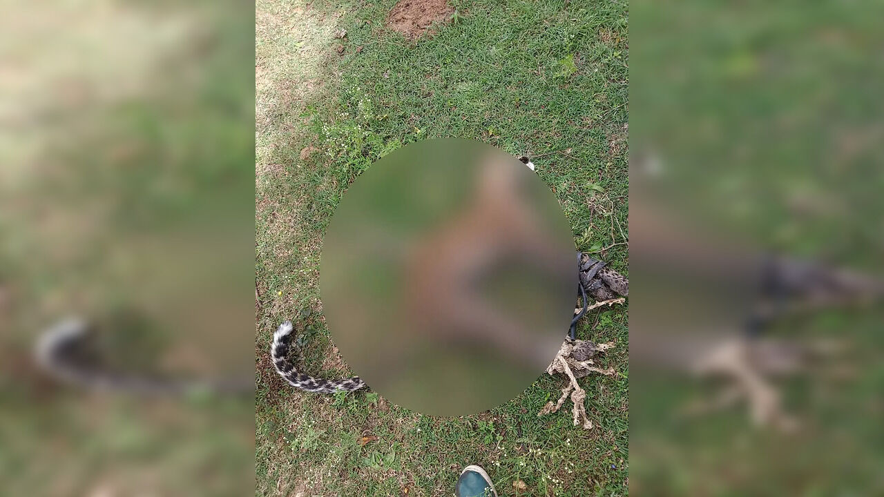 Shocking! Karnataka Man Ties Leopard, Carries It On His Bike | Watch - Vimarsana News