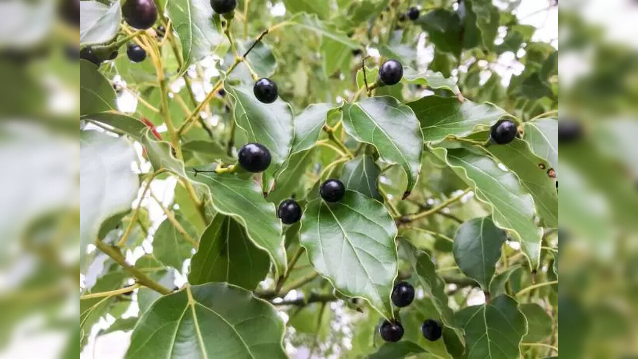 Vastu Tips: Planting Camphor tree is Considered Very Auspicious, It Strengthens Relationships, Purifies Home - Vimarsana News