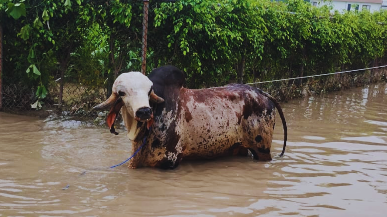 Pritam Bull. | Photo: NDRF