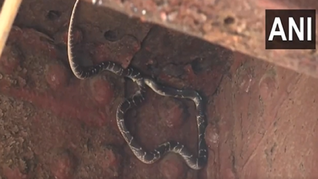 WATCH: After Crocodile Rumours, Huge Snake Spotted In Delhi As Yamuna ...
