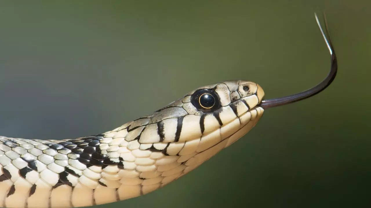 Woman-Corn-Snake-Smuggle-China