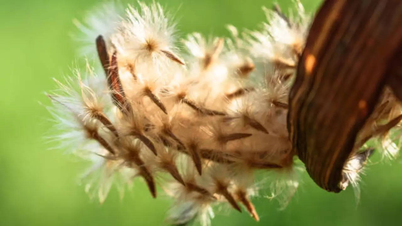 Oleander seeds