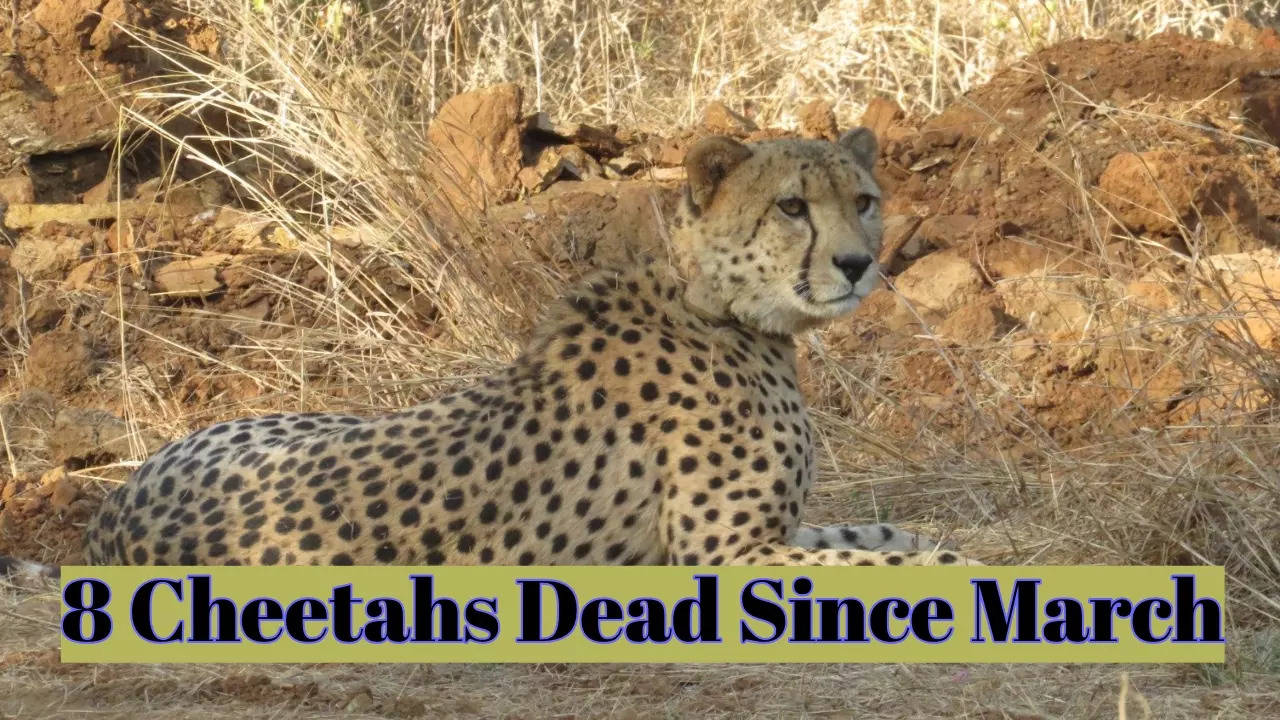 Eight cheetahs have died since March 2023