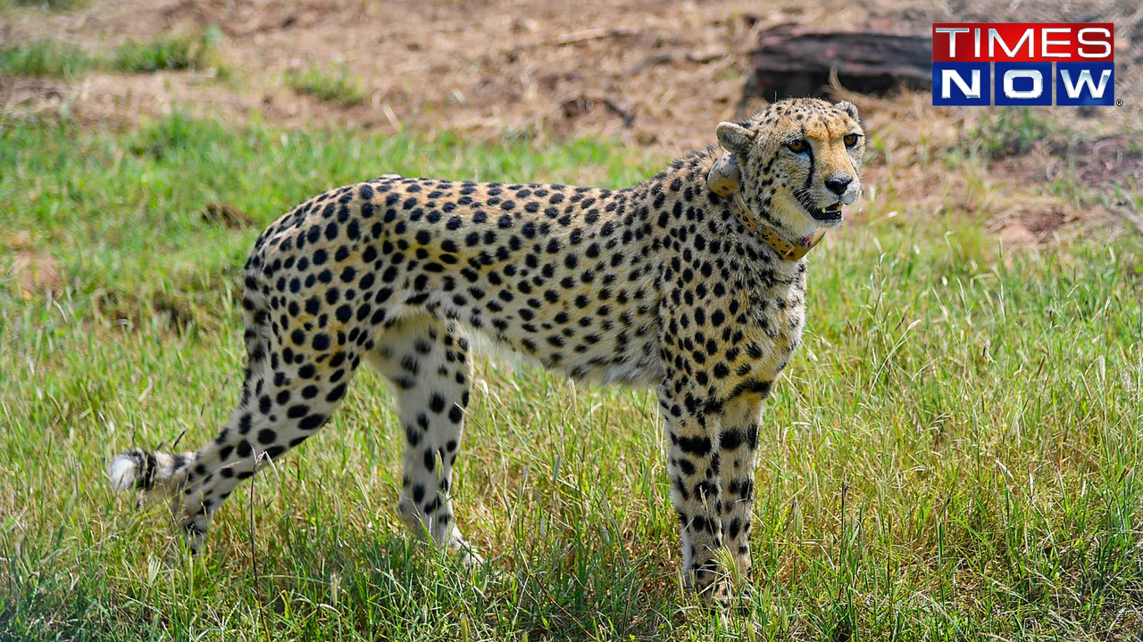 cheetah