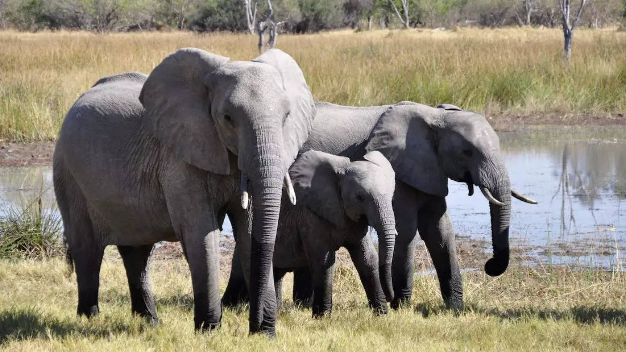 (File picture of elephants for representational purposes only: Pexels)