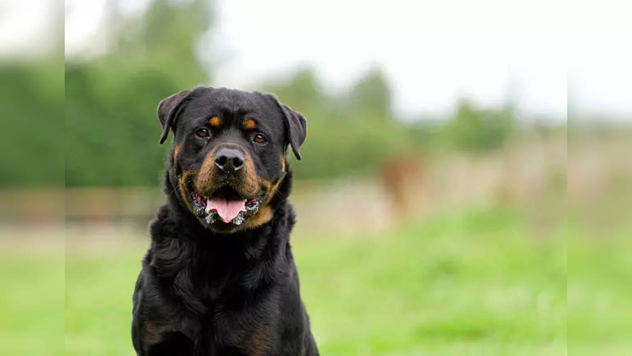 rottweiler