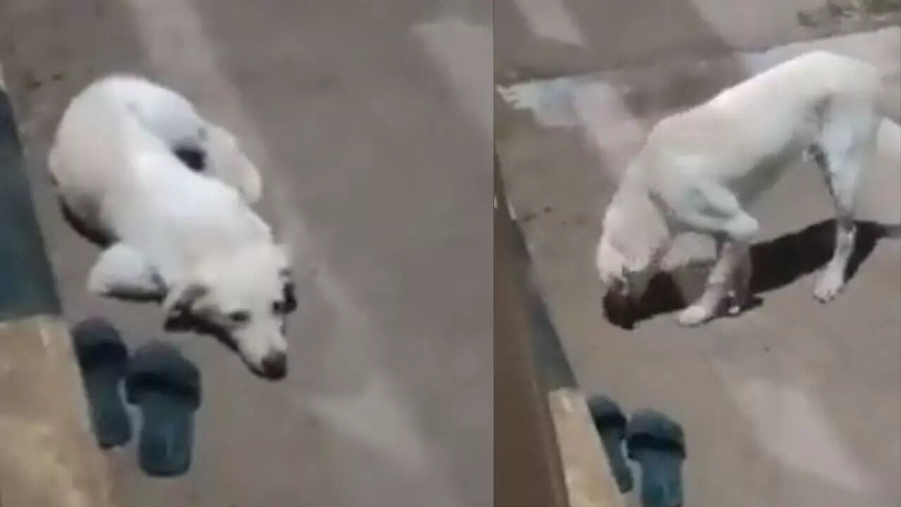 Dog Waits All Night For Dead Owner Beside Her Slippers In Heartbreaking ...