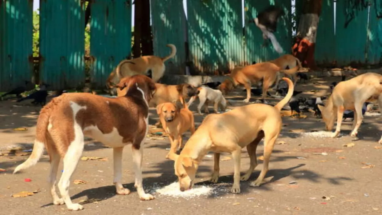 BBMP joins hands with IISc-based startup for survey of stray dogs in city