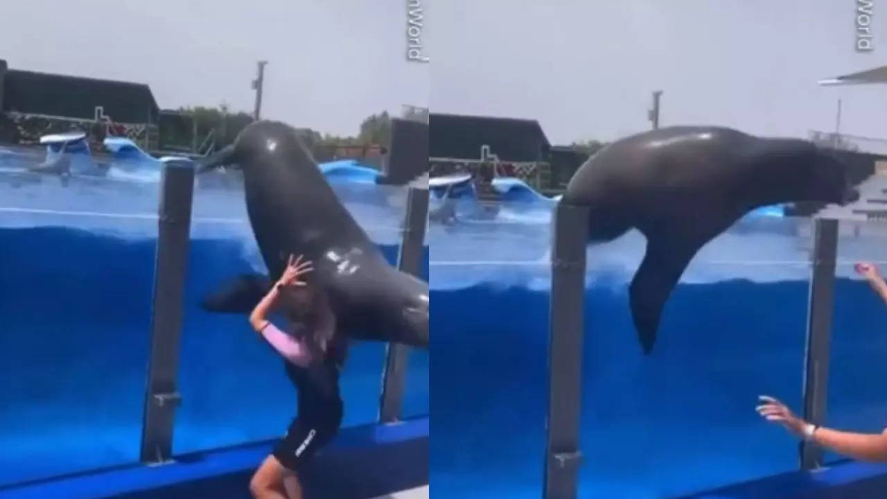 Sea Lion Almost Crushes Woman in Spain