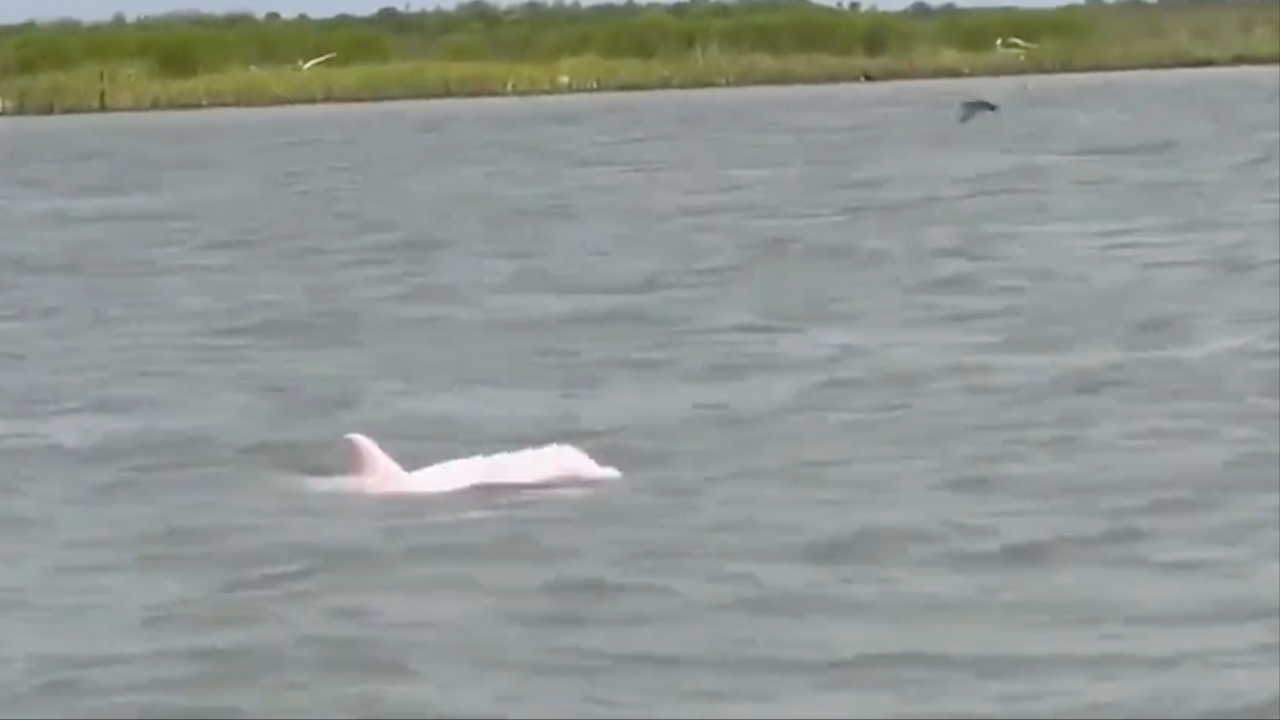 Viral Video Shows Rare Pink Dolphin Swimming In Louisiana Waters Viral Videos News Times Now 6760