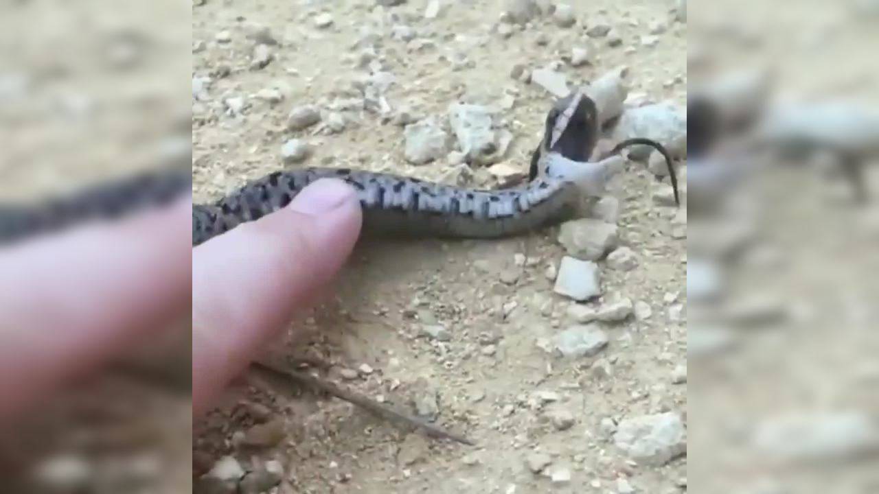 Dramatic Snake Dies After Being Touched 