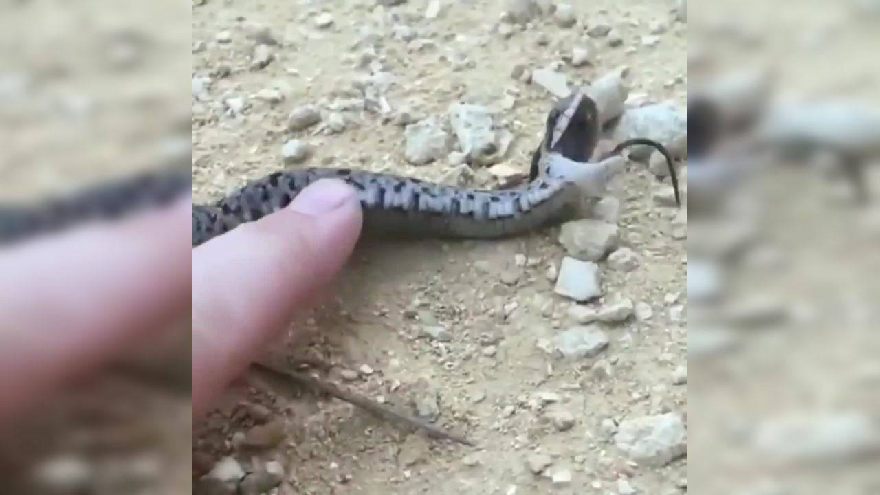 Such a drama queen!' Hognose snake pretended to be dead to avoid human  touch in viral video