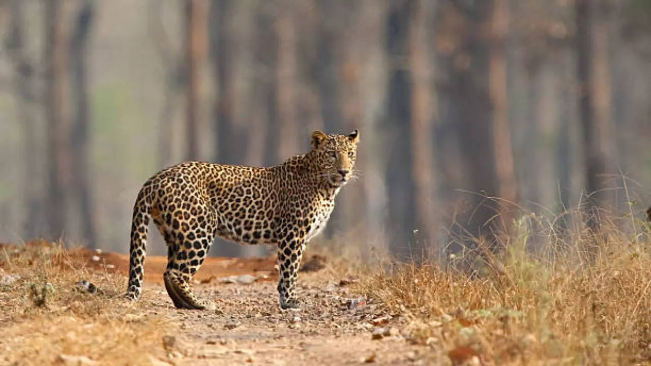 Leopard killed by an unknown vehicle in Maharastra.