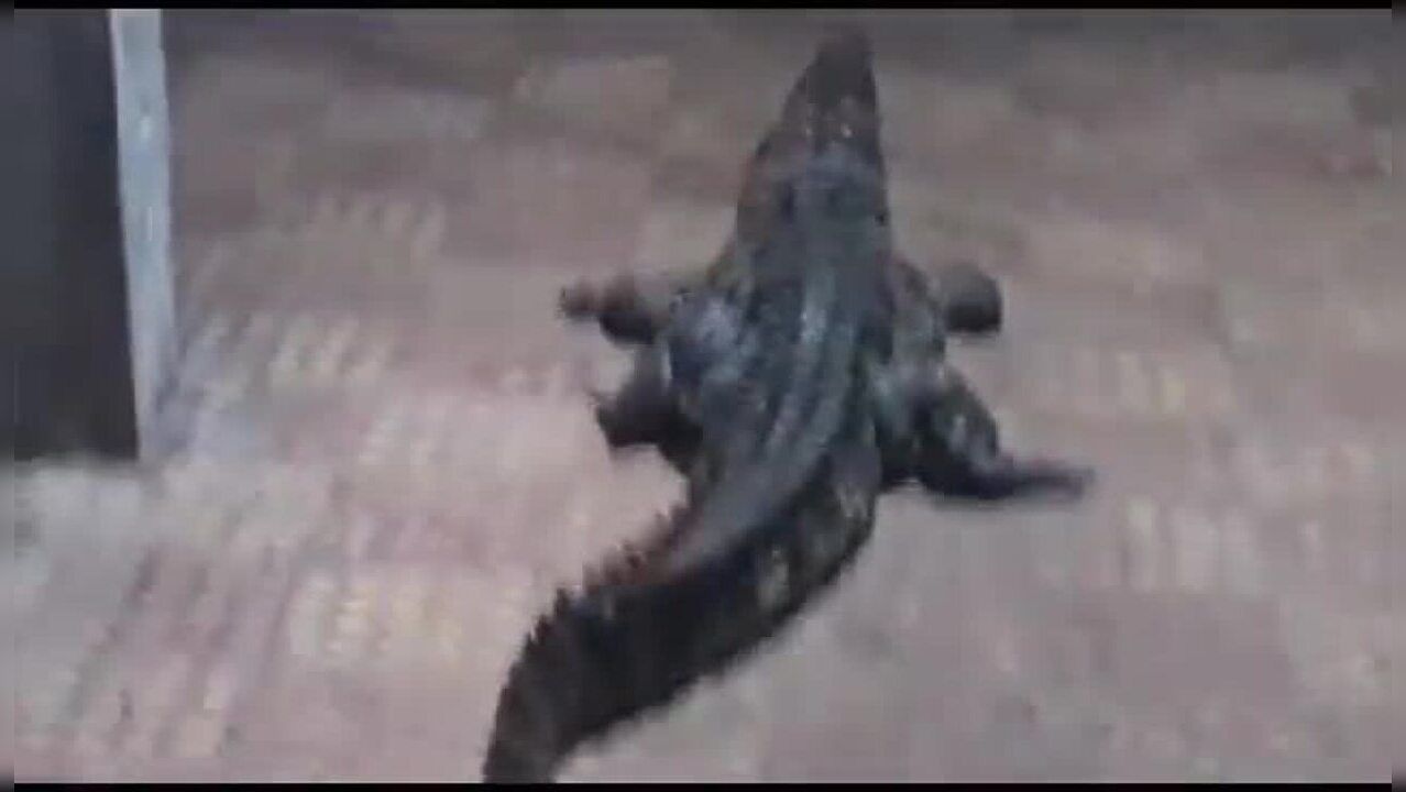 Raigad Crocodile: Maharashtra Rangers Rescue 7-Foot Croc Caught on ...