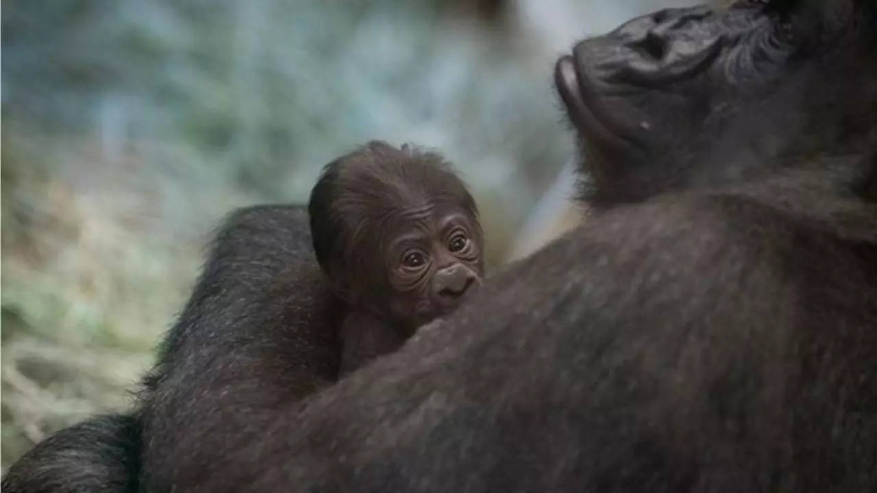 Male Gorilla gives birth to baby girl (Image via @columbuszoo)