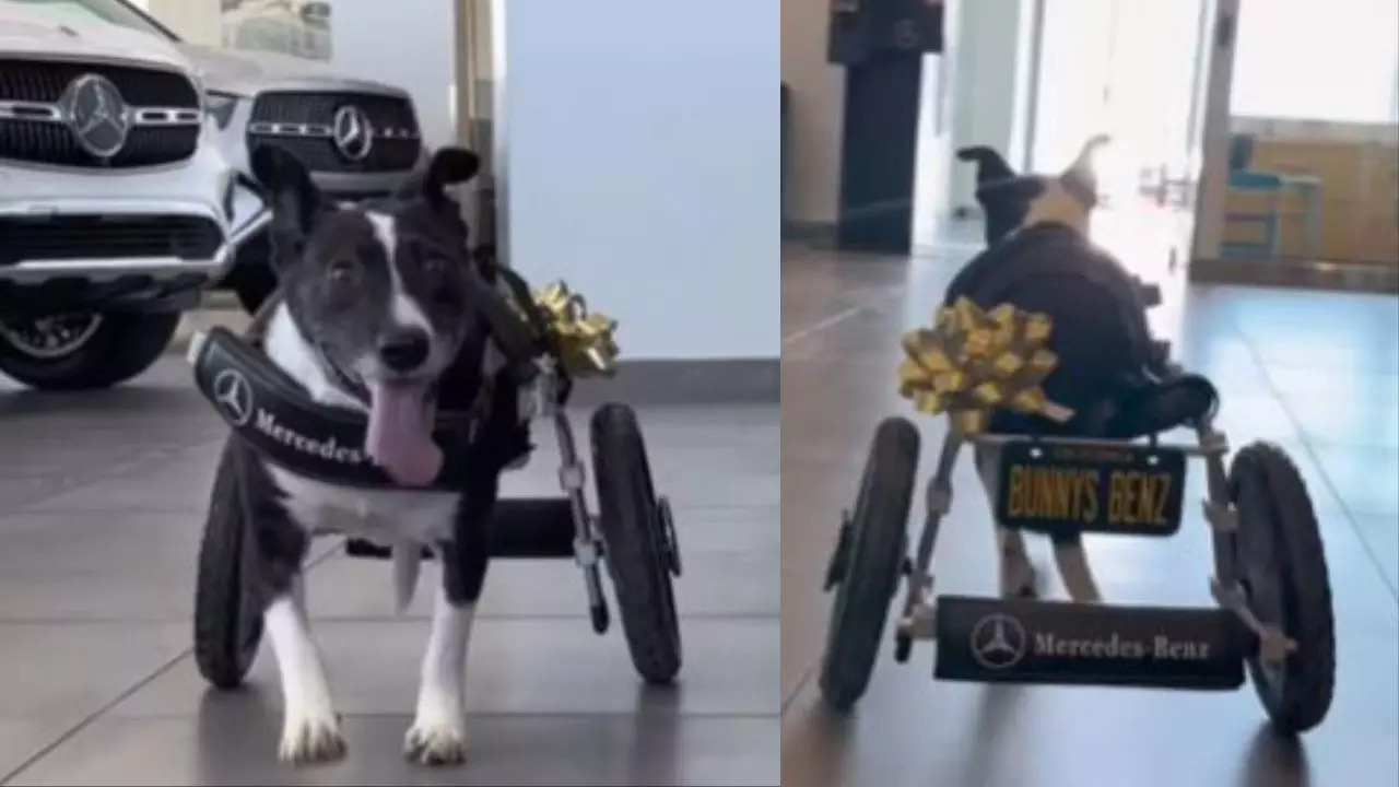 Specially-Abled-Dog-Mercedes-Benz-Viral