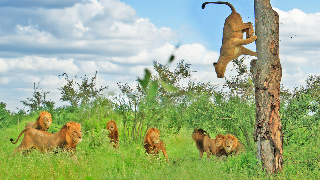 A lioness in estrus foils the mating attempts of 7 lions by climbing a tree in Kruger National Park | Courtesy: LatestSightings.com