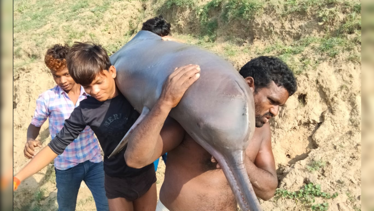 UP Fishermen Eat Dolphin After Accidentally Catching it From Yamuna (Photo: Twitter/@AnupKNayak)