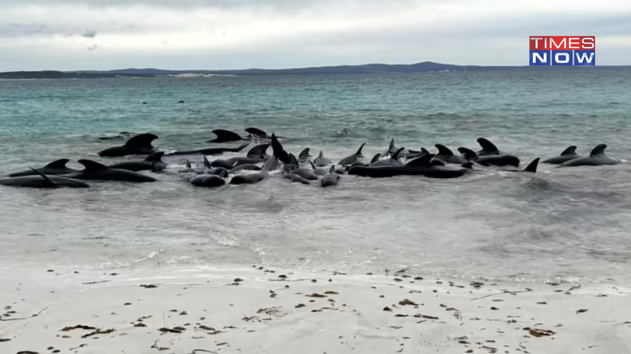 Around 100 Pilot Whales Stranded on Australian Beach, 51 Dead Despite Rescue Efforts