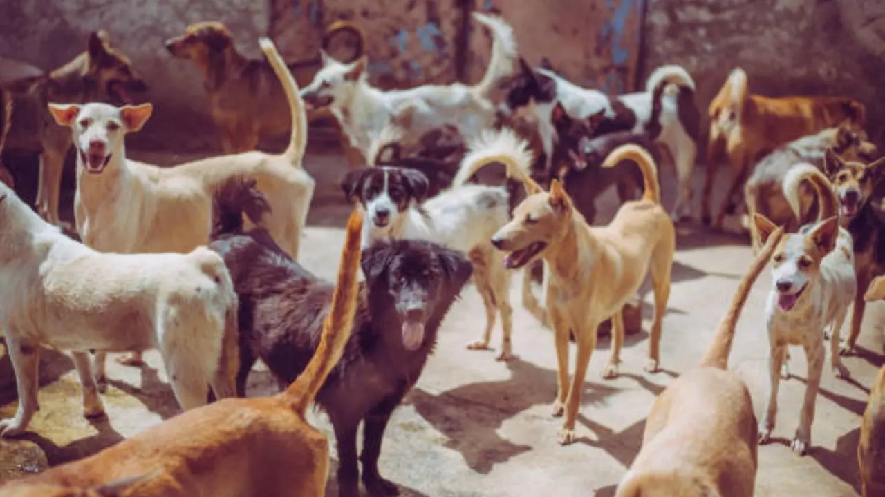 Stray Dogs Vaccination