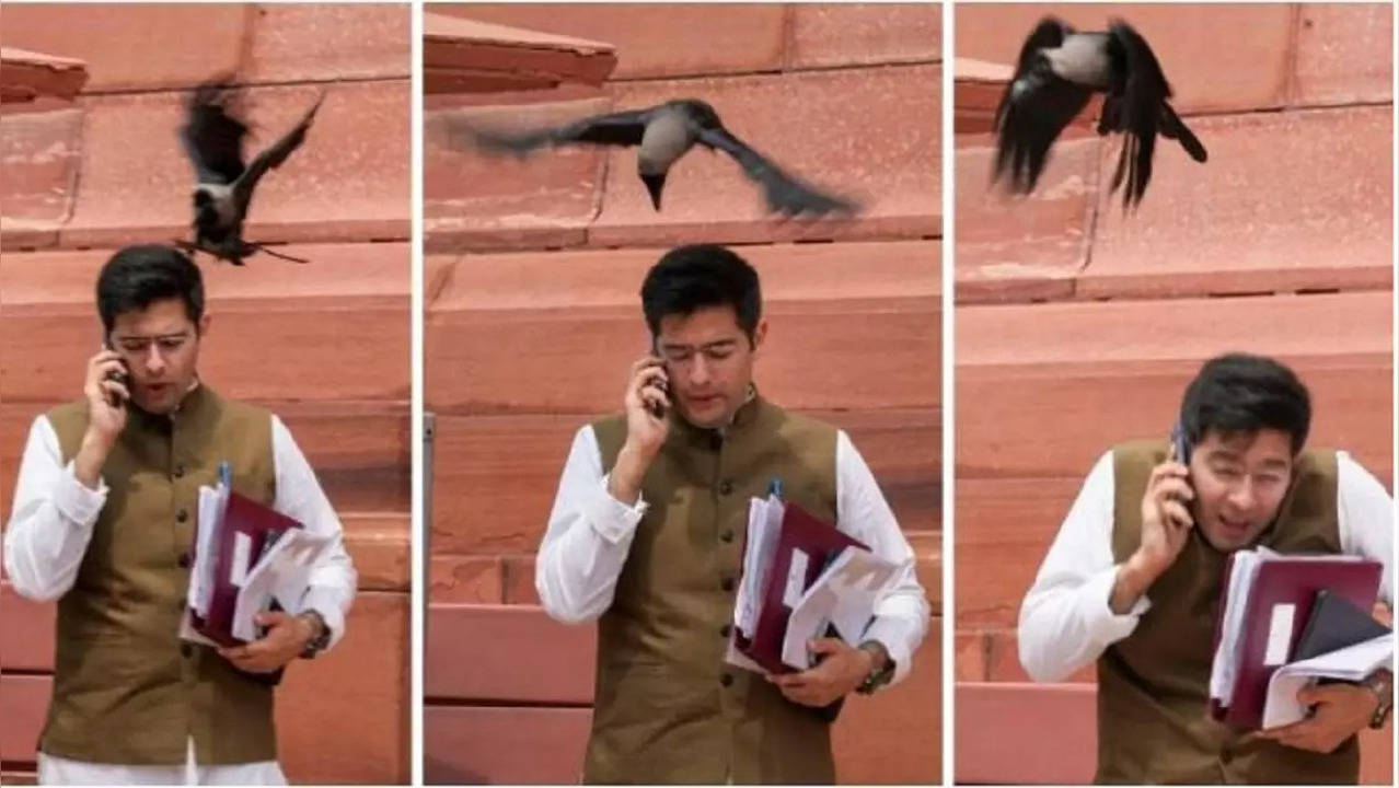 ​Raghav Chadha attacked by crow