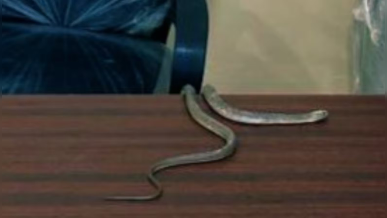 Hyderabad Man Releases Snake in Civic Body Office after officials ignore complaint