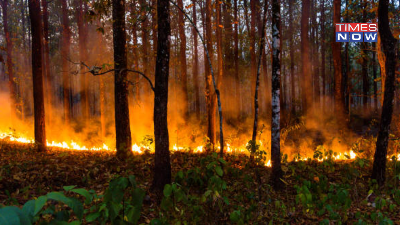 Heatwave Causes Wildfires to Spread All Across Europe and North Africa