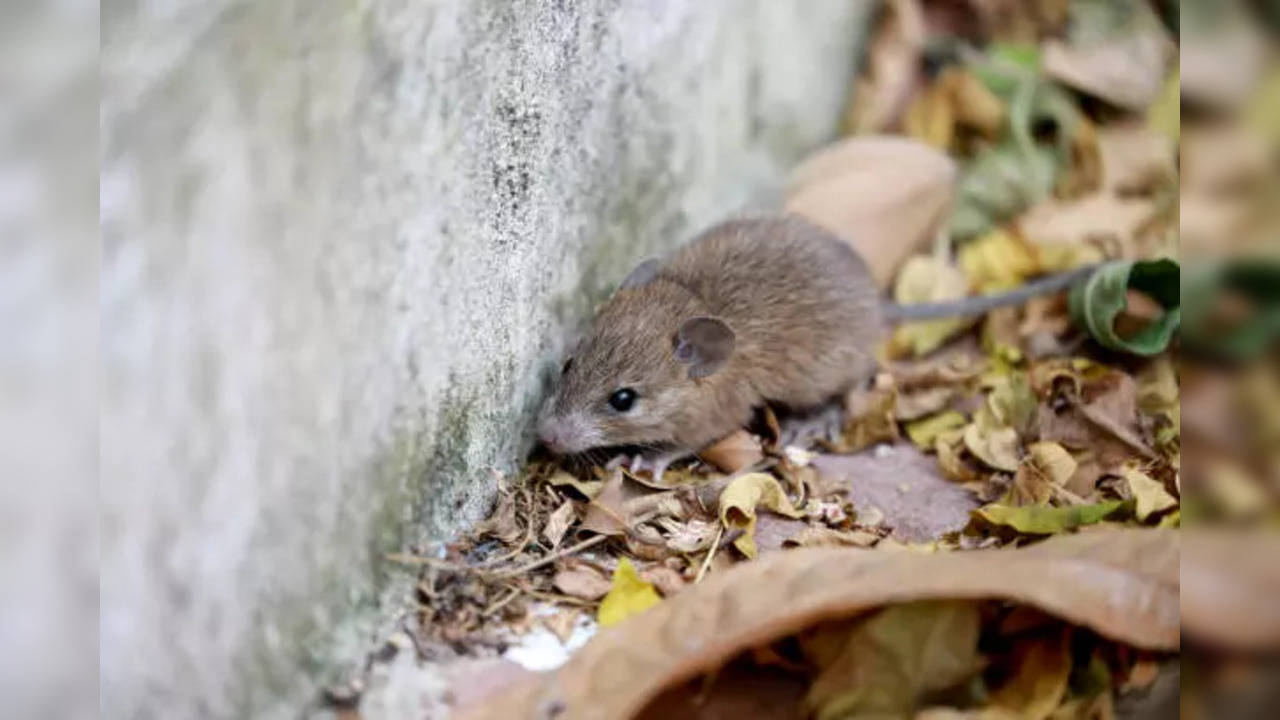 leptospirosis