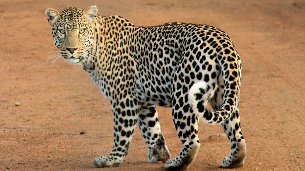 WATCH: Leopard, Cub Enter Sets Of Marathi TV Serial In Mumbai, Crew Panic-Stricken