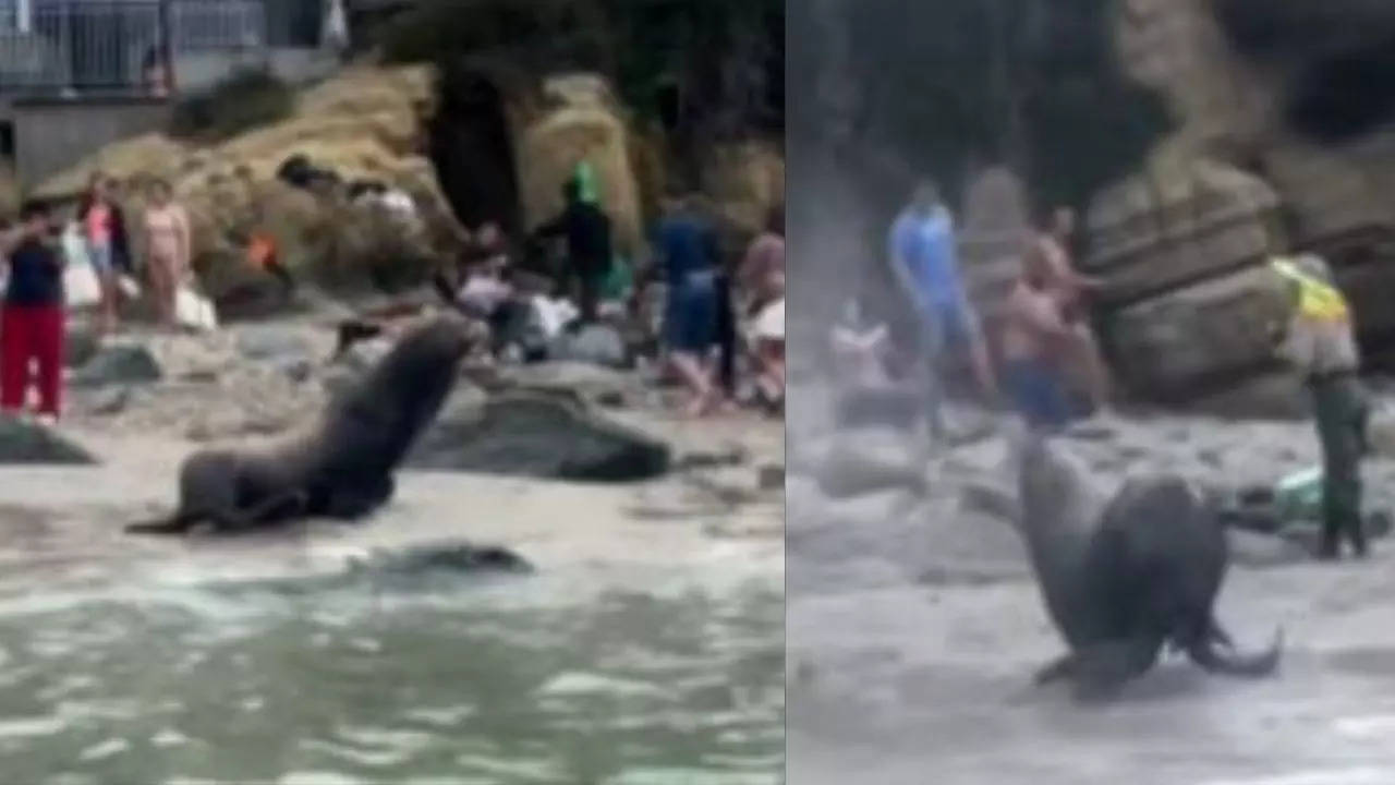 Viral Video Sea Lions Charge At Beach Goers In Terrifying Clip Viral