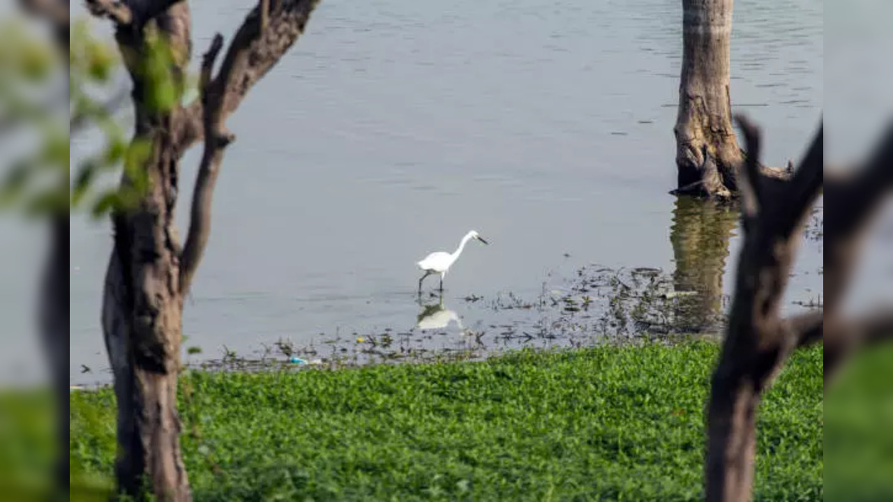 Mumbai lake water level