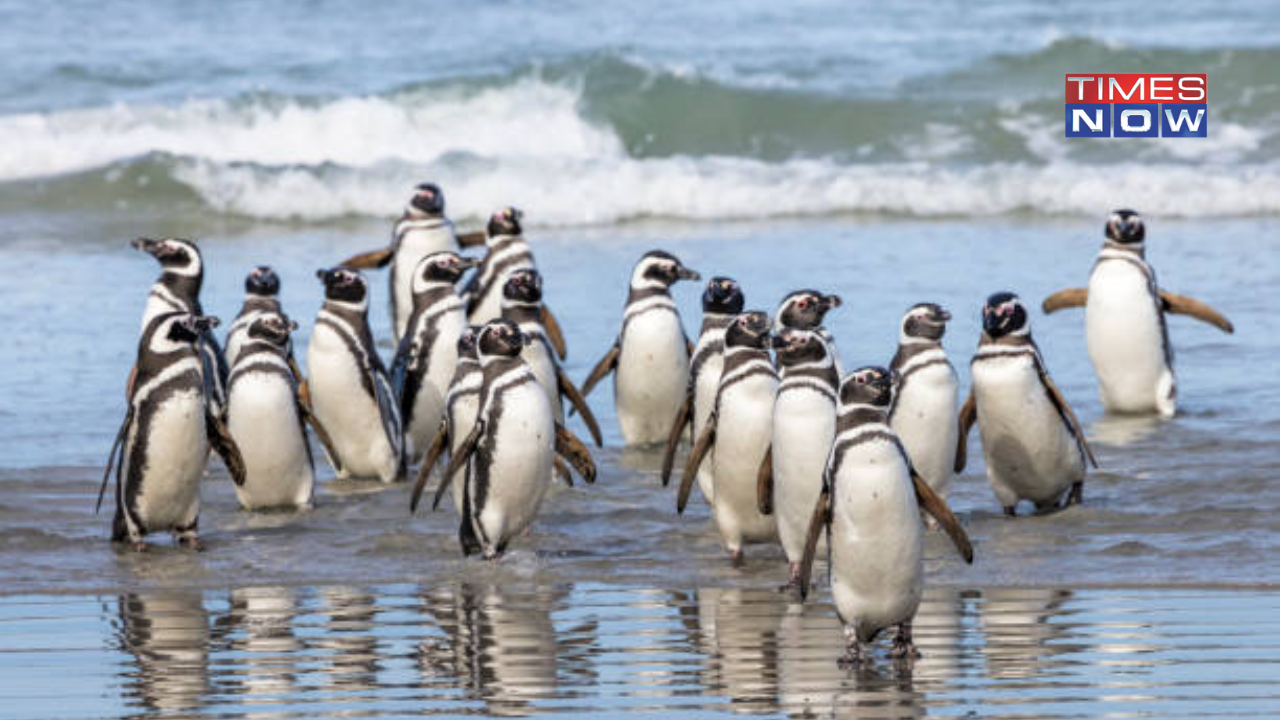 ​Over 2000 Penguins Found Dead in Uruguay Under Mysterious Circumstances ​