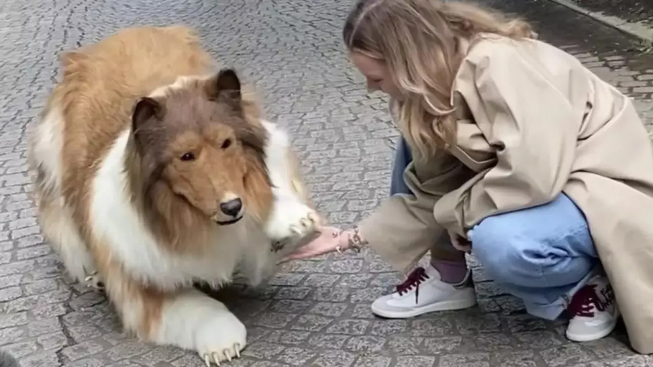 Japanese Man Spends $20,000 to Transform into Real-Life Collie (Image credit: YouTube screengrab)