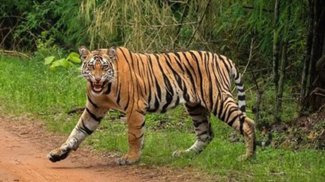 Indias Tiger Population Rises Mp Has The Highest Number Of Big Cats