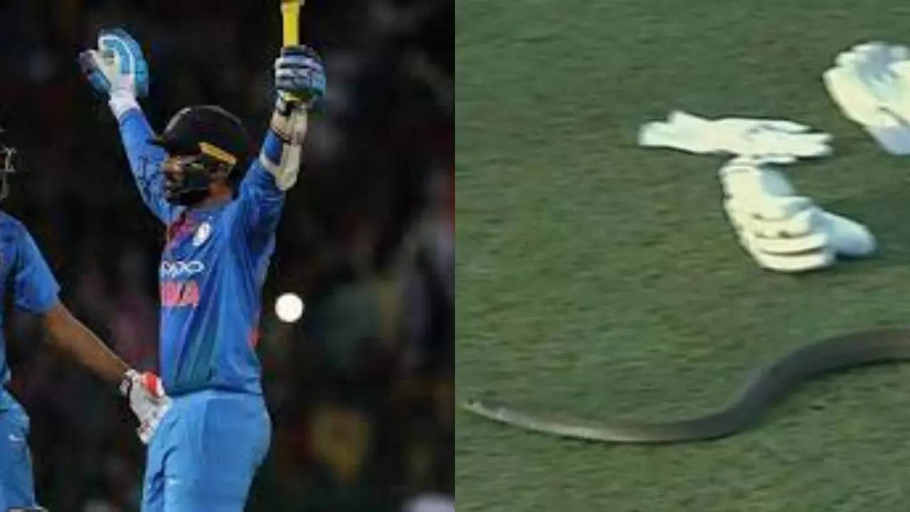 WATCH: Snake stops play during T20I between India and South Africa