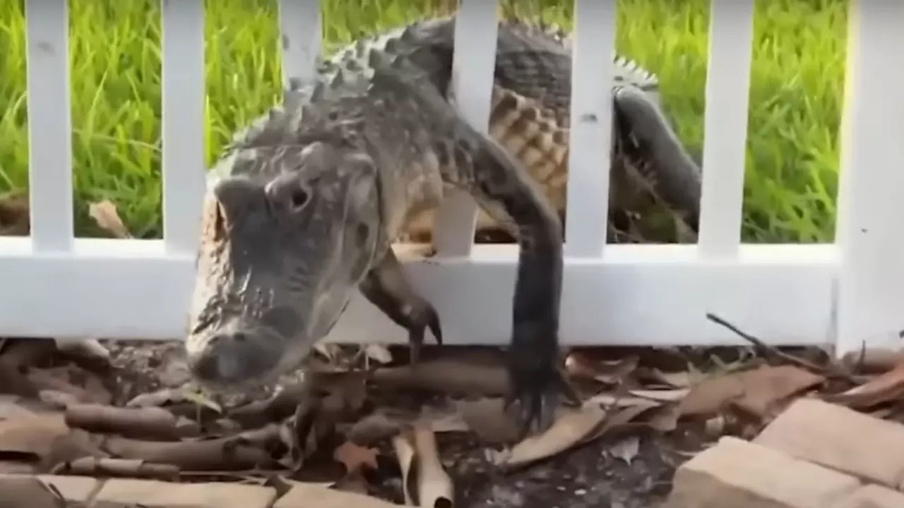 A 6 ft alligator breaks through the backyard fence of a Florida man's home at Cocoa Beach. | Image credit: Screenshot: Fox 35