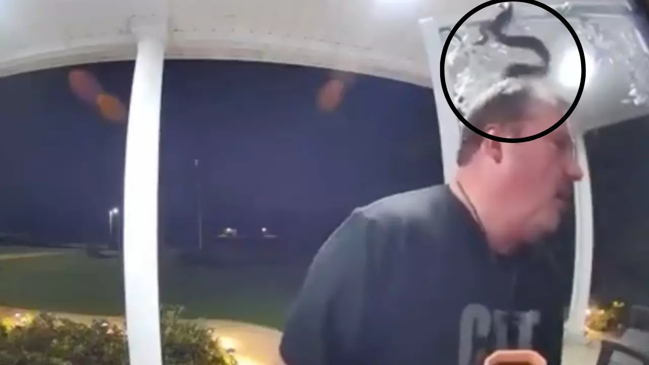 Viral Video: Doorbell Camera Captures Moment Snake Bites Man On His ...