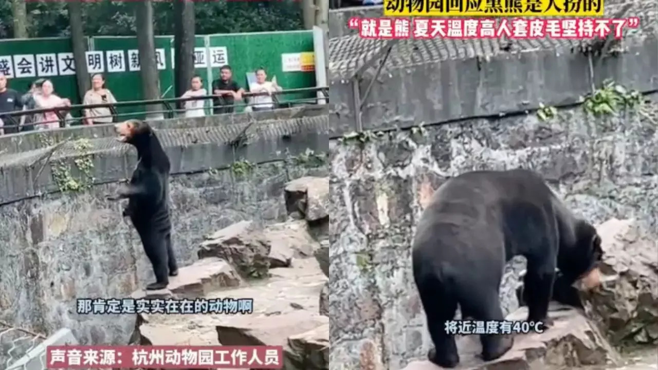 Chinese Zoo forced to deny bear seen in viral video is a human in costume