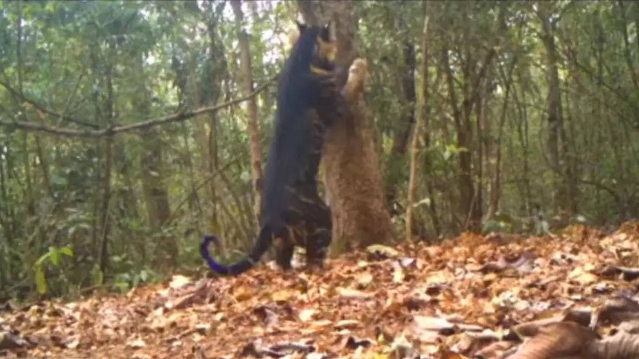 Viral Video Majestic Black Tiger Spotted In Odishas Similipal Tiger Reserve Watch Viral