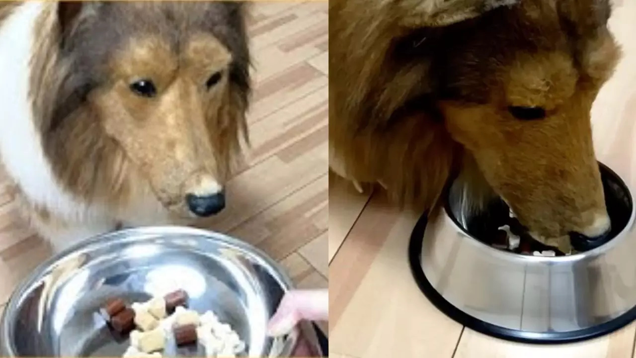 Japanese man who spent over $14,000 turning himself into a collie eats dog food (Image credit: YouTube/I want to be an animal)