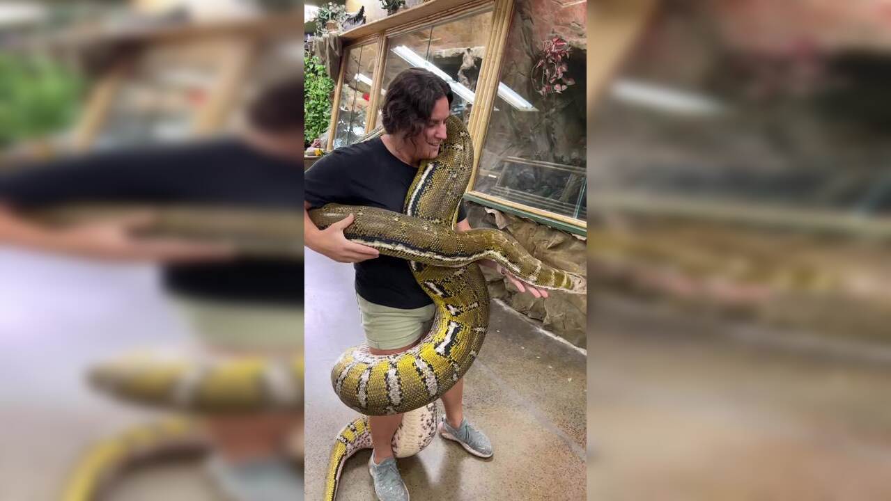 Viral Video: Massive Python Wraps Around Woman As She Casually Plays ...