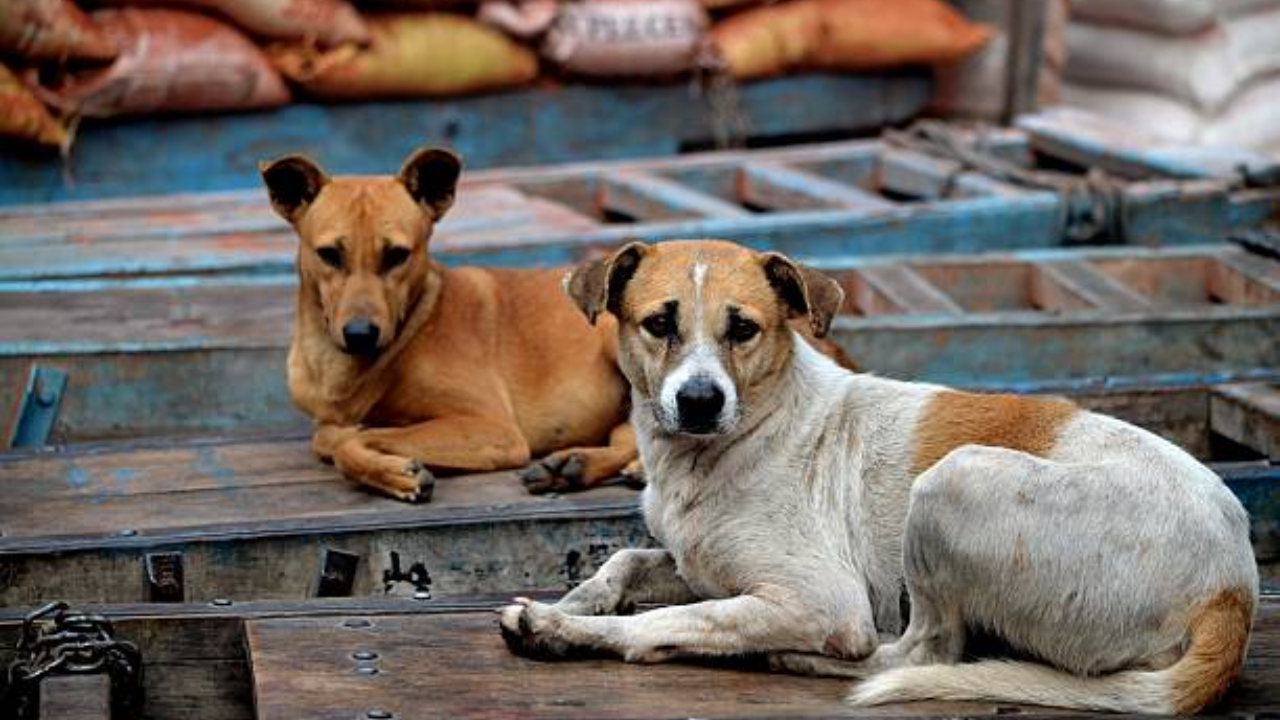 MCD Reverses Course, Withdraws Order to Pick Up Stray Dogs Ahead for G20 Summit