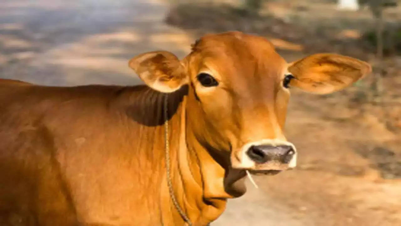 Cow To Be Declared As National Animal? Here's What Govt Told Parliament