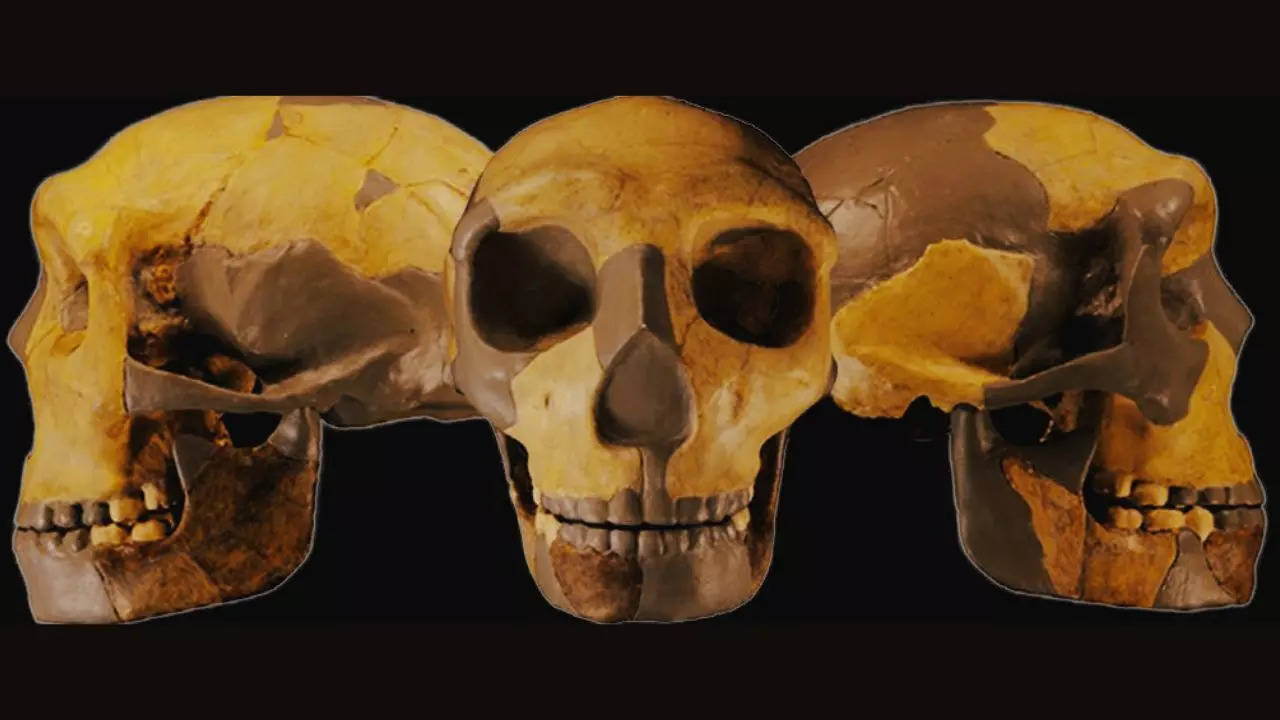 Skull of the ancient hominin from China. (Image: Wu et al., Journal of Human Evolution, 2023)